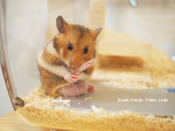 f:id:ringo_co:20190722234948j:plain f:id:ringo_co:20190722234948j:plain