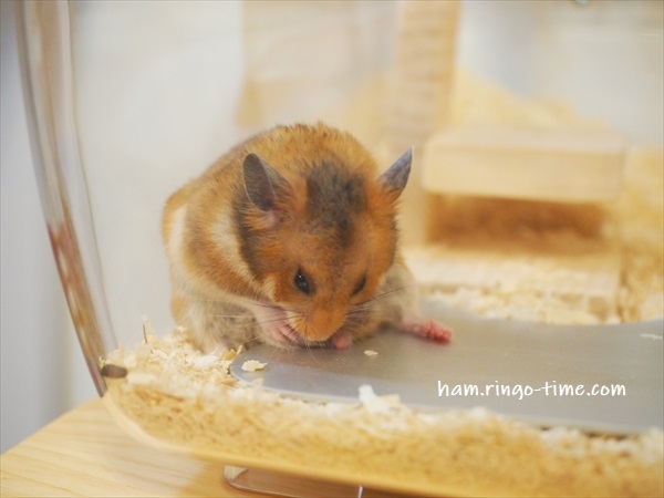 f:id:ringo_co:20190722235104j:plain f:id:ringo_co:20190722235104j:plain