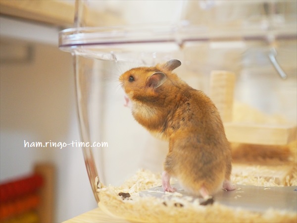 f:id:ringo_co:20190722235135j:plain f:id:ringo_co:20190722235135j:plain
