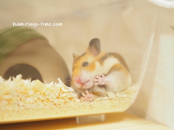 f:id:ringo_co:20190724010932j:plain
