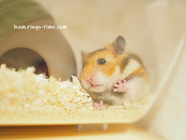 f:id:ringo_co:20190724011058j:plain