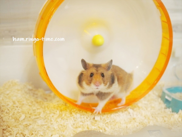f:id:ringo_co:20190801000300j:plain f:id:ringo_co:20190801000300j:plain