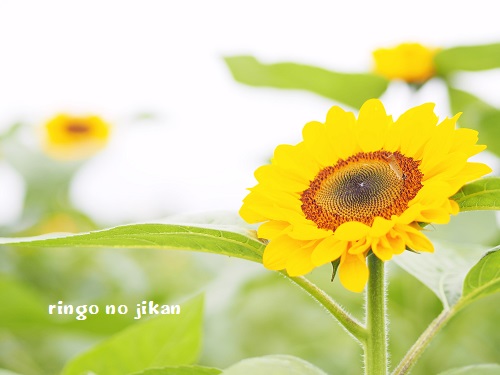 f:id:ringo_co:20190801001159j:plain f:id:ringo_co:20190801001159j:plain