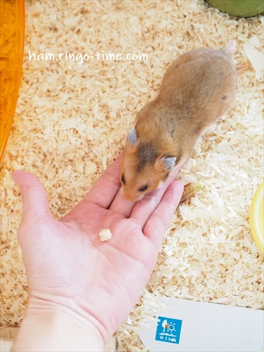 f:id:ringo_co:20190801143304j:plain f:id:ringo_co:20190801143304j:plain