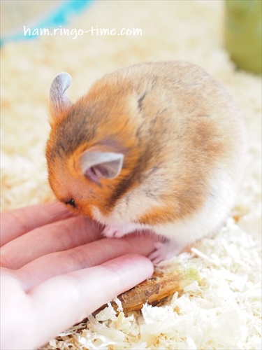 f:id:ringo_co:20190801143448j:plain f:id:ringo_co:20190801143448j:plain