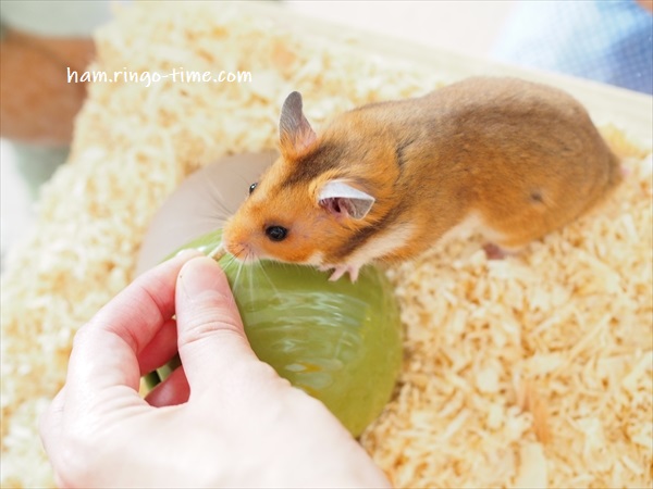 f:id:ringo_co:20190801143615j:plain f:id:ringo_co:20190801143615j:plain