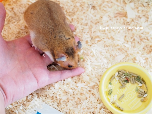f:id:ringo_co:20190801143854j:plain f:id:ringo_co:20190801143854j:plain