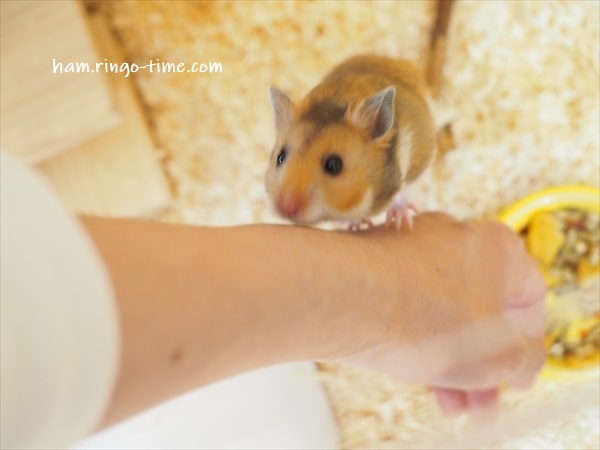 f:id:ringo_co:20190801143950j:plain f:id:ringo_co:20190801143950j:plain