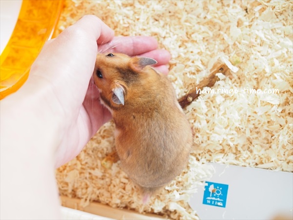 f:id:ringo_co:20190801144059j:plain f:id:ringo_co:20190801144059j:plain