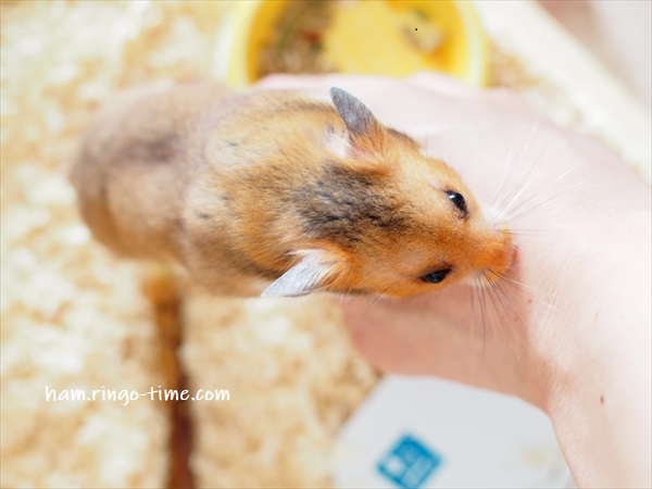 f:id:ringo_co:20190801144109j:plain f:id:ringo_co:20190801144109j:plain