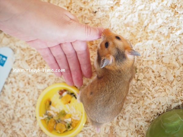 f:id:ringo_co:20190801144130j:plain f:id:ringo_co:20190801144130j:plain