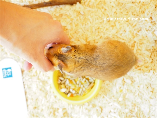 f:id:ringo_co:20190801144141j:plain f:id:ringo_co:20190801144141j:plain