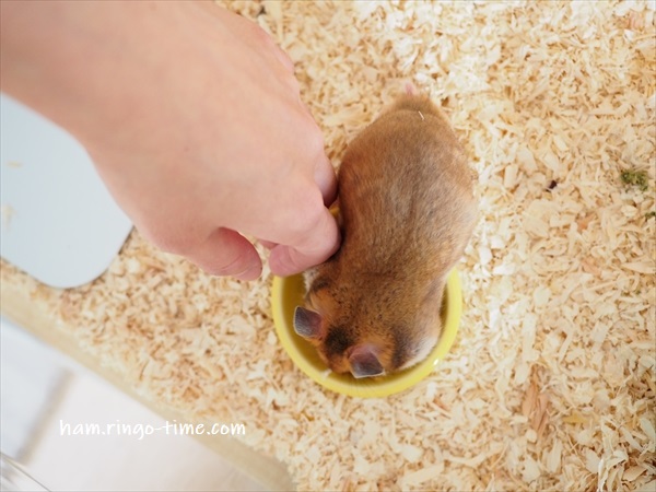 f:id:ringo_co:20190801144200j:plain f:id:ringo_co:20190801144200j:plain