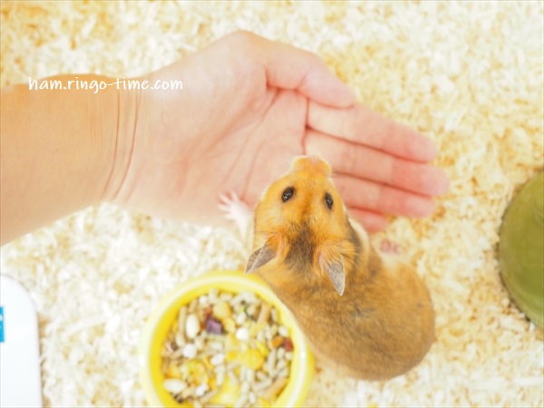 f:id:ringo_co:20190801144246j:plain f:id:ringo_co:20190801144246j:plain