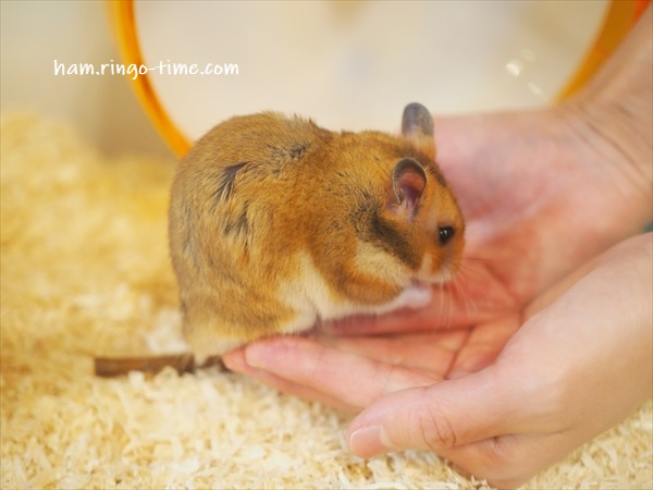 f:id:ringo_co:20190801144845j:plain f:id:ringo_co:20190801144845j:plain