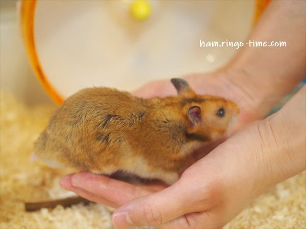 f:id:ringo_co:20190801144847j:plain f:id:ringo_co:20190801144847j:plain