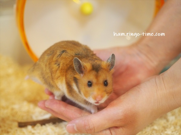 f:id:ringo_co:20190801144852j:plain f:id:ringo_co:20190801144852j:plain