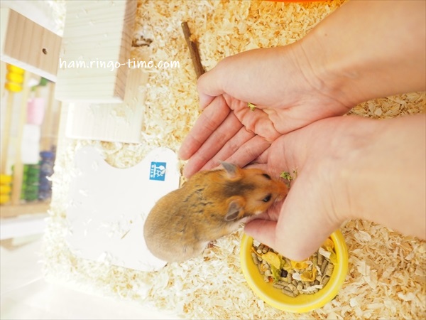 f:id:ringo_co:20190801144858j:plain f:id:ringo_co:20190801144858j:plain