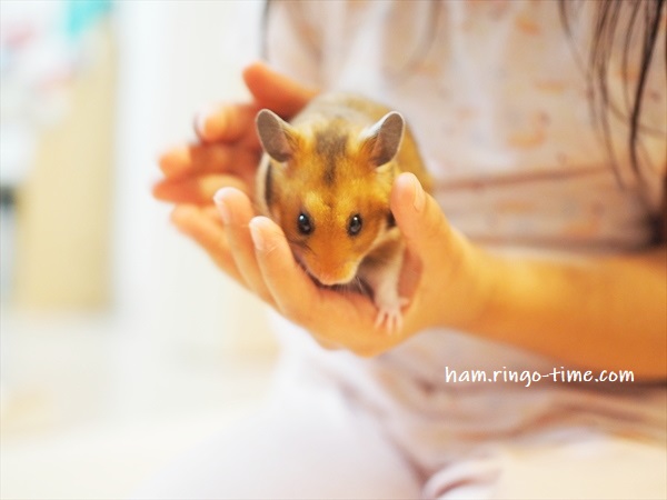 f:id:ringo_co:20190811160328j:plain