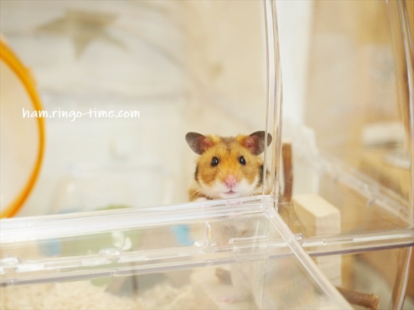 f:id:ringo_co:20190817084133j:plain