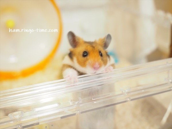f:id:ringo_co:20190817084155j:plain