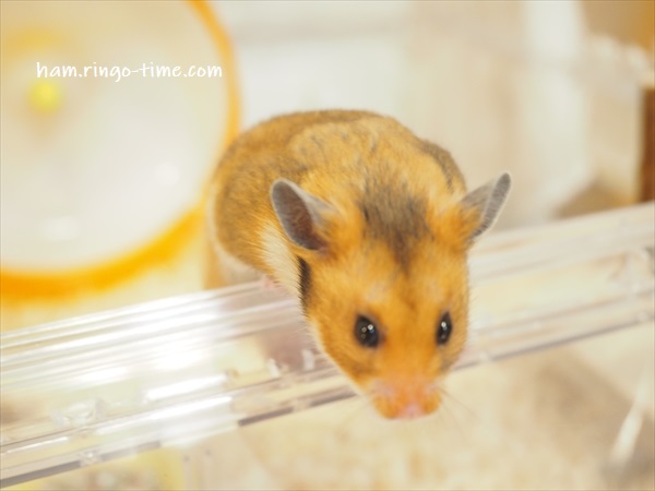 f:id:ringo_co:20190817084158j:plain