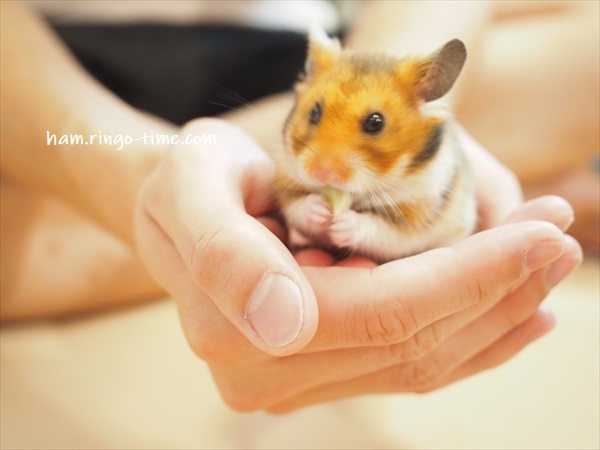 f:id:ringo_co:20190817084409j:plain