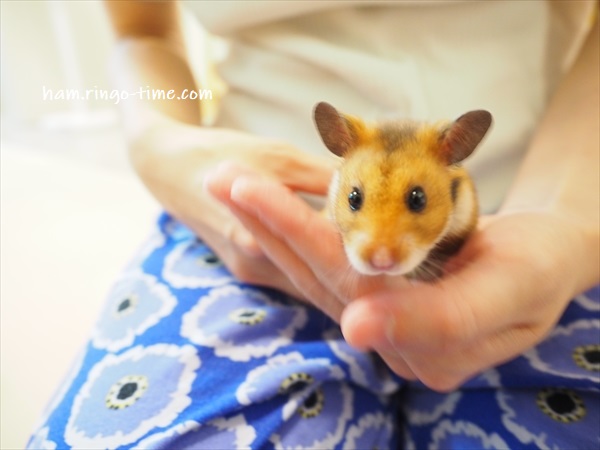 f:id:ringo_co:20190817084425j:plain