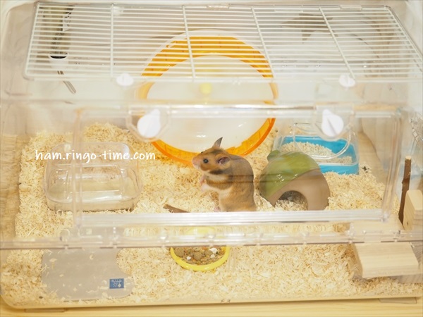 f:id:ringo_co:20190817084626j:plain