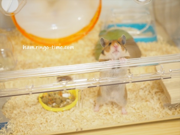 f:id:ringo_co:20190817084838j:plain