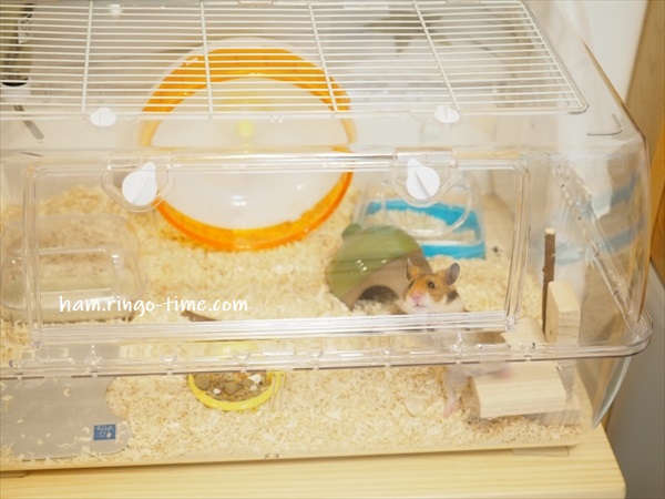 f:id:ringo_co:20190817084859j:plain