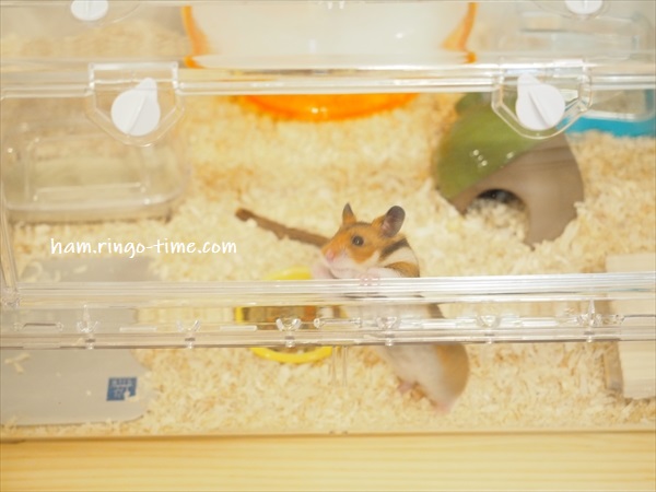 f:id:ringo_co:20190817084904j:plain