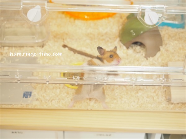 f:id:ringo_co:20190817084906j:plain
