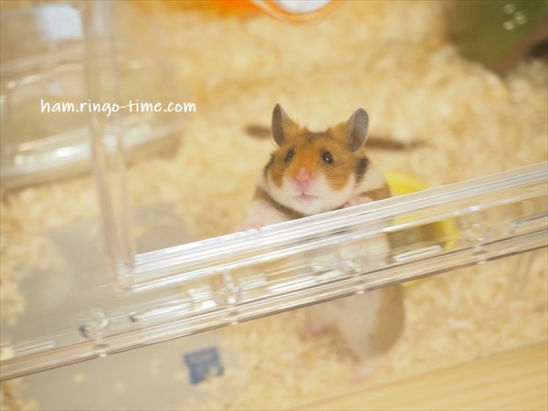 f:id:ringo_co:20190817085007j:plain