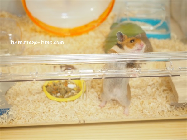 f:id:ringo_co:20190817085028j:plain