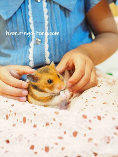 f:id:ringo_co:20190923003625j:plain