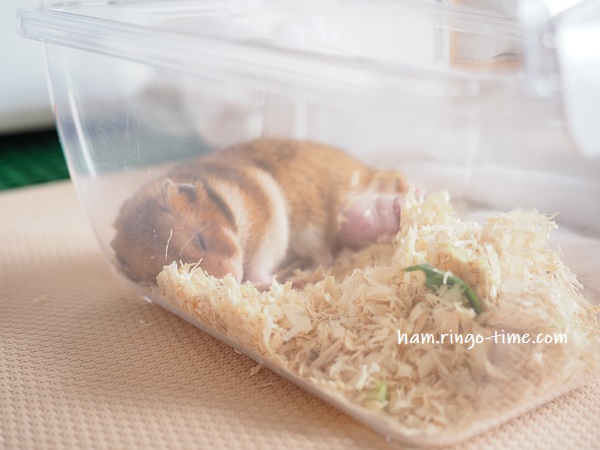f:id:ringo_co:20190930002809j:plain f:id:ringo_co:20190930002809j:plain