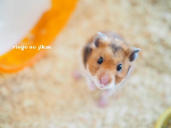 f:id:ringo_co:20191121231658j:plain