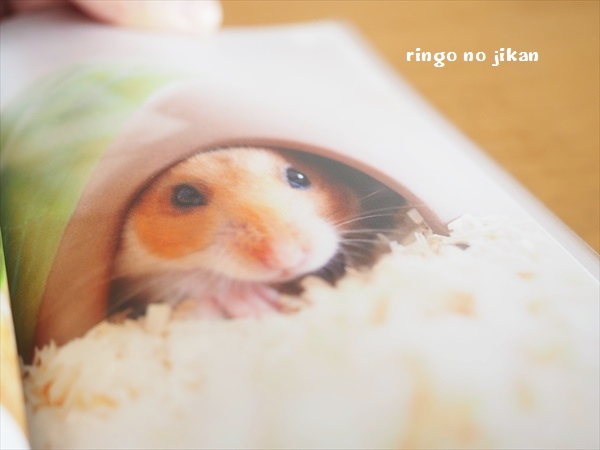 f:id:ringo_co:20191121235525j:plain