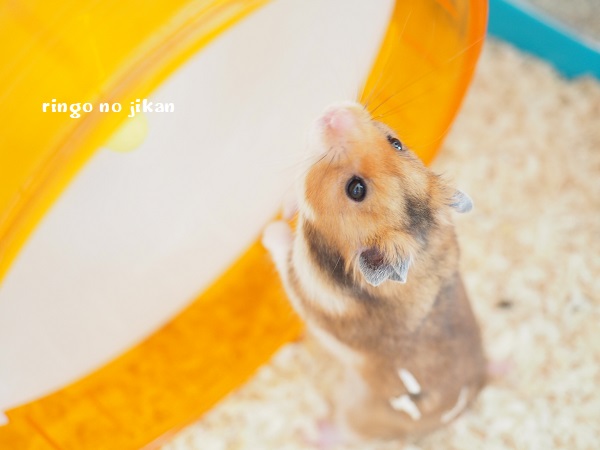 f:id:ringo_co:20191122013439j:plain