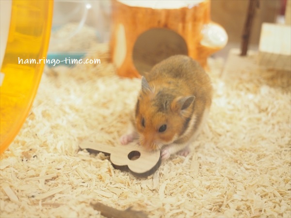 f:id:ringo_co:20191130101417j:plain f:id:ringo_co:20191130101417j:plain