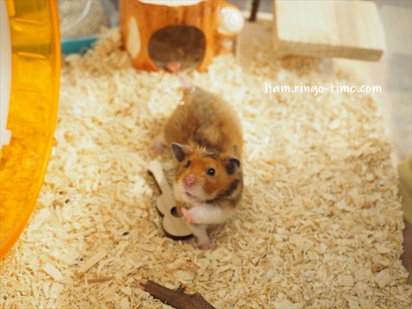 f:id:ringo_co:20191130101422j:plain f:id:ringo_co:20191130101422j:plain