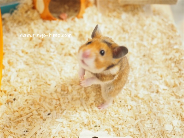 f:id:ringo_co:20191130101539j:plain f:id:ringo_co:20191130101539j:plain