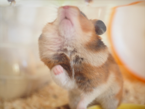 f:id:ringo_co:20191211234447j:plain f:id:ringo_co:20191211234447j:plain