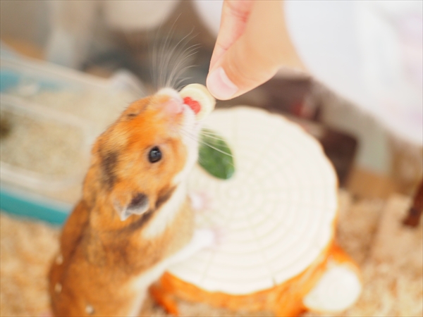 f:id:ringo_co:20191211234742j:plain f:id:ringo_co:20191211234742j:plain