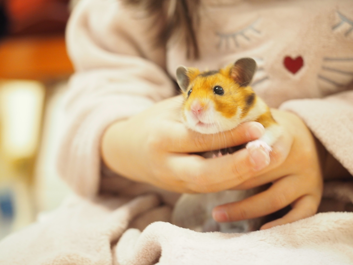 f:id:ringo_co:20191231011340j:plain f:id:ringo_co:20191231011340j:plain