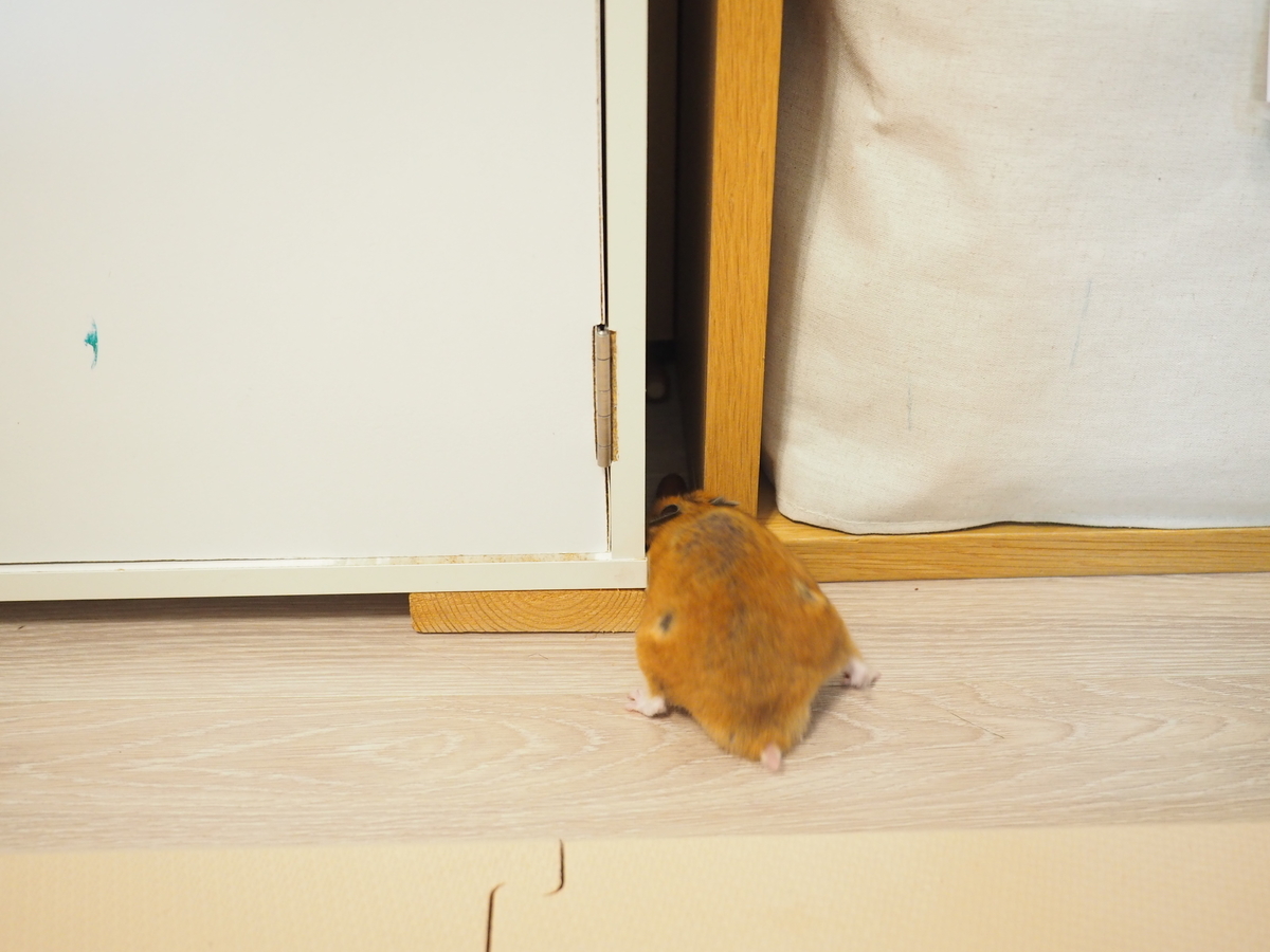 f:id:ringo_co:20200213224520j:plain f:id:ringo_co:20200213224520j:plain