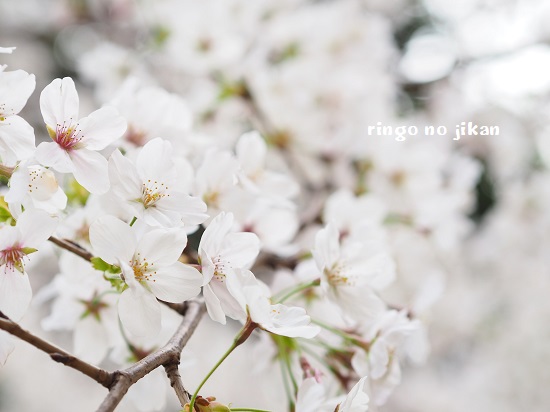 f:id:ringo_co:20200322220742j:plain