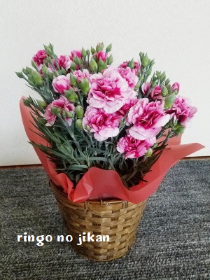 f:id:ringo_co:20200414213155j:plain