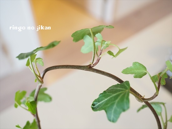 f:id:ringo_co:20200510230823j:plain f:id:ringo_co:20200510230823j:plain